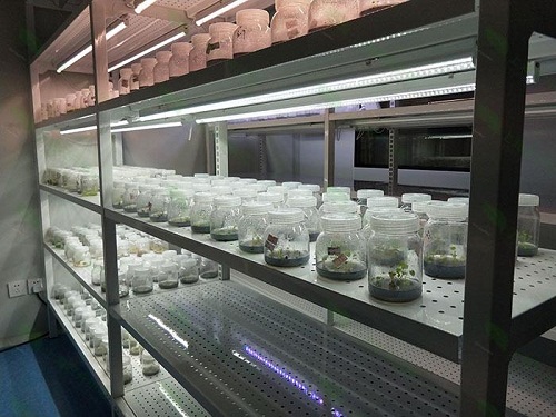 平鲁植物组织培养实验室设计建设方案